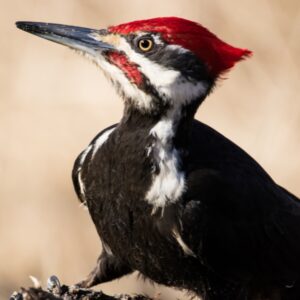 obliczanie-znaku-na podstawie-daty