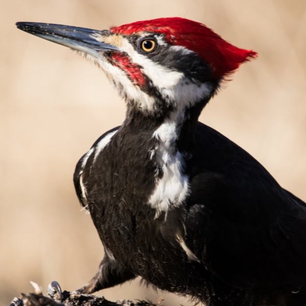 obliczanie-znaku-na podstawie-daty